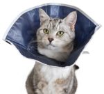 Kołnierz pooperacyjny miękki